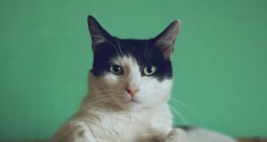 Λάθος Κεφάλι. Γράφει ο Κώστας Κωστάκος (Για το βιβλίο Λάθος Κεφάλι της Λίνας Ρόκου, εκδόσεις Νήσος, 2025)