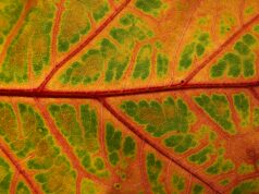 Η μανία ως κινητήρια δύναμη. Γράφει η Ελευθερία Θάνογλου (Για το βιβλίο Η μανία με την Άνοιξη ) του Άρη Μαραγκόπουλου, Εκδ. Τόπος, 2025)