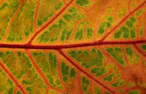 Η μανία ως κινητήρια δύναμη. Γράφει η Ελευθερία Θάνογλου (Για το βιβλίο Η μανία με την Άνοιξη ) του Άρη Μαραγκόπουλου, Εκδ. Τόπος, 2025)