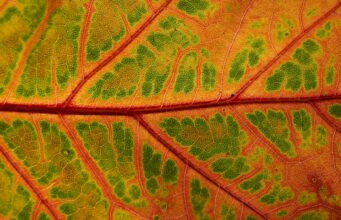 Η μανία ως κινητήρια δύναμη. Γράφει η Ελευθερία Θάνογλου (Για το βιβλίο Η μανία με την Άνοιξη ) του Άρη Μαραγκόπουλου, Εκδ. Τόπος, 2025)