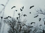 Julia Kristeva – Μαύρος Ήλιος. Γράφει ο Μάνος Μαυροπαλιάς