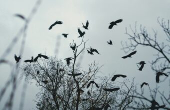 Julia Kristeva – Μαύρος Ήλιος. Γράφει ο Μάνος Μαυροπαλιάς